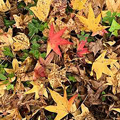 Leaves on the ground