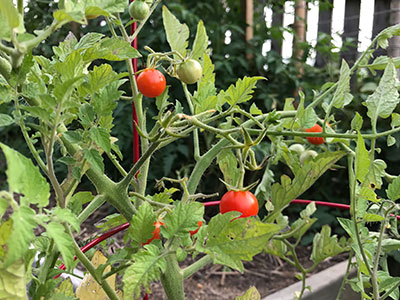 Tomato Plant