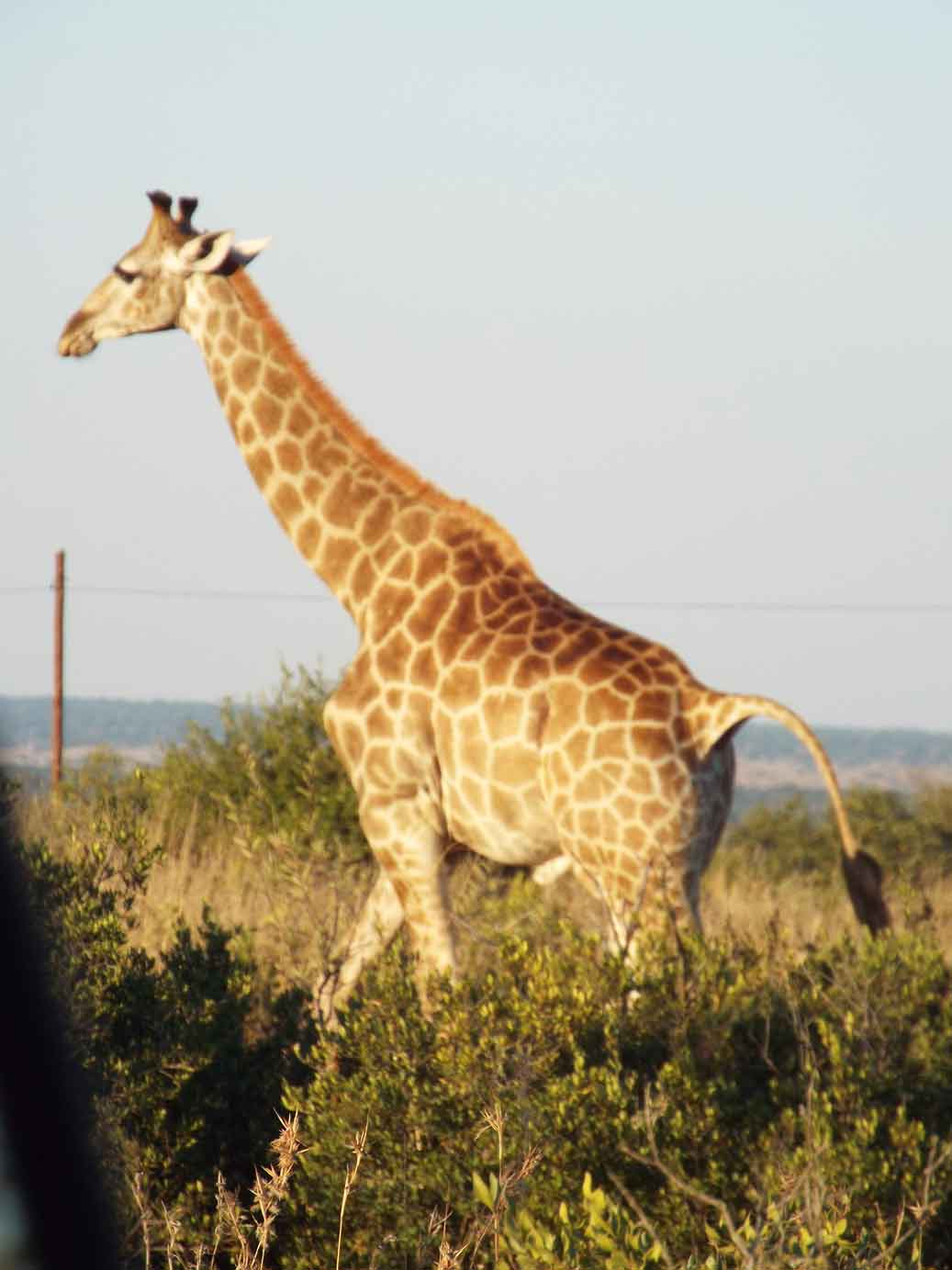 Giraffe