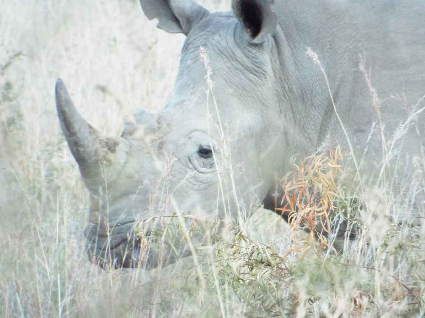 Rhino