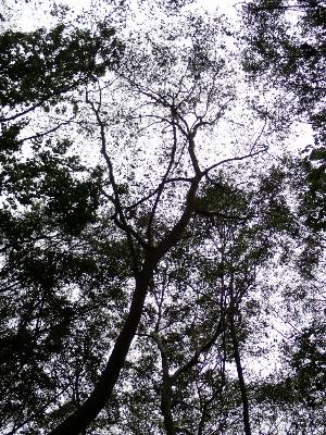 An American Beech tree at the Gordon showing pronounced BLD effects high in the canopy