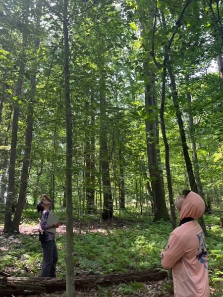 Dr. Schedlbauer (right) and student Nick Baffa (left) determining the severity of BLD infection in an American Beech at the Gordon