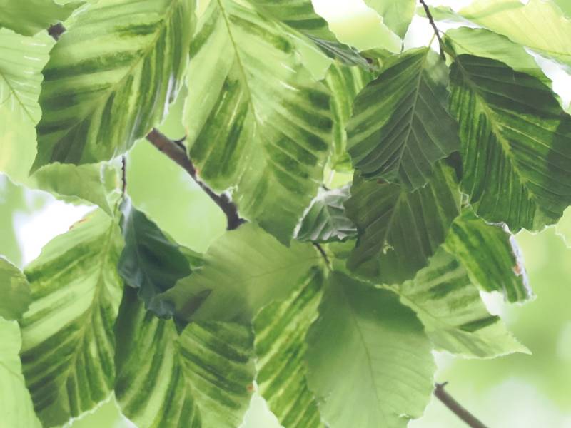 Close-up of infected Beech Leaves showing the characteristic dark 'banding.'