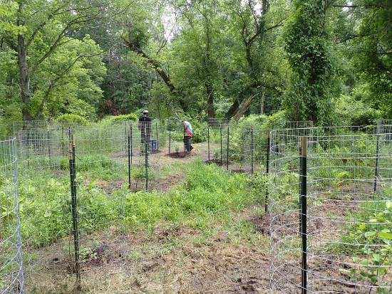 GNA Interns Ahmed Adeyekun and Leah Fenton mulching and fencing Common Winterberry
