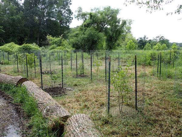 The Alder plantings on one side of the Cattail Trail (July 2025)