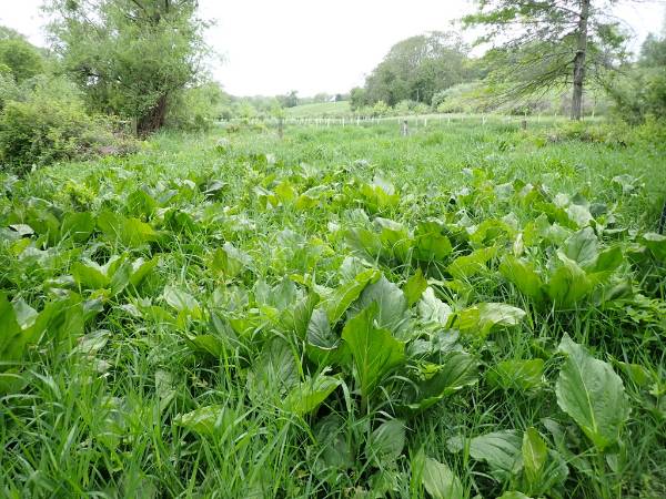 The area of the Gordon that we selected for conversion to an Alder Swamp