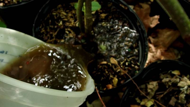 A slurry created from soil from an active Alder Swamp