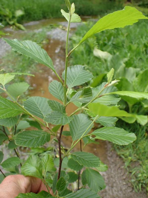 A Speckled Alder branch