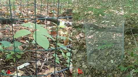 The two types of seedling cages: a) 2" x 3"; b) ½" x ½"