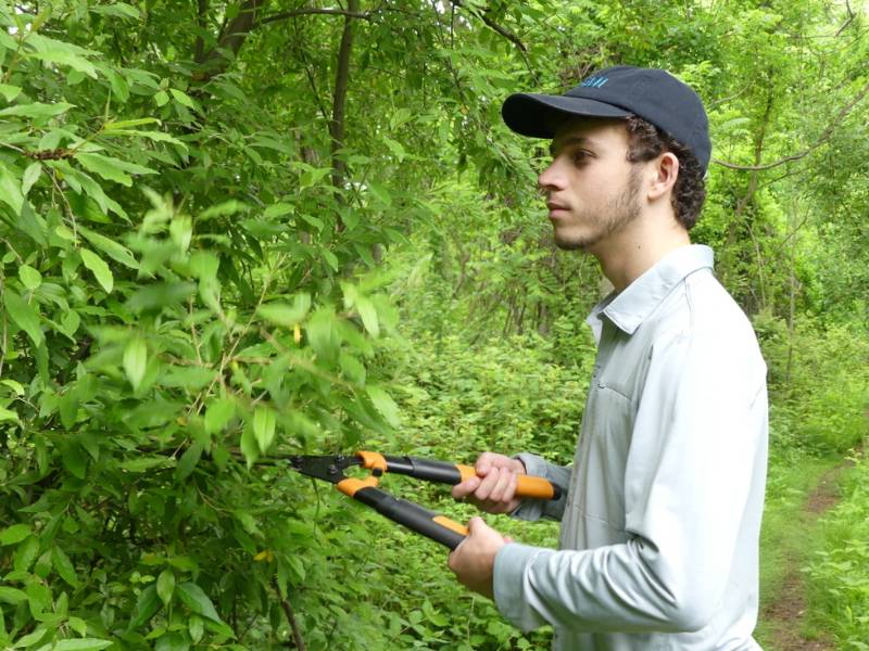 Alex trimming overgrown bushes along the Webster Trail Loop