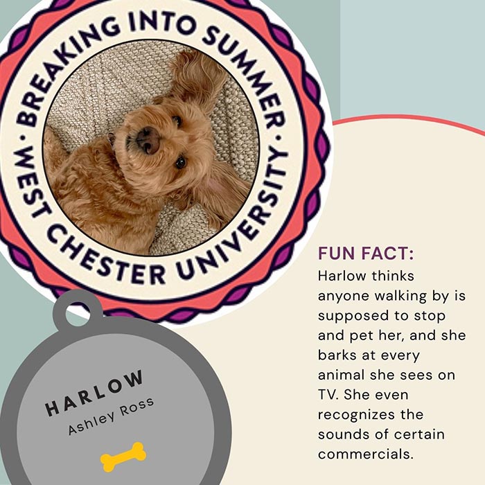 WCU Employee's Dog - Harlow