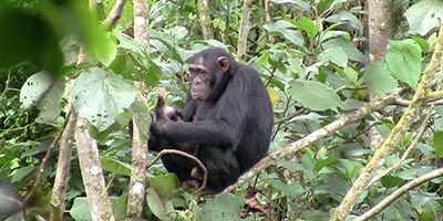 primate in gishwati