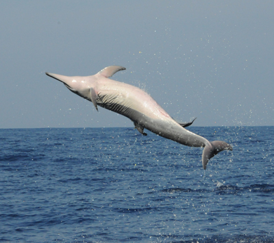 Spinner Dolphin