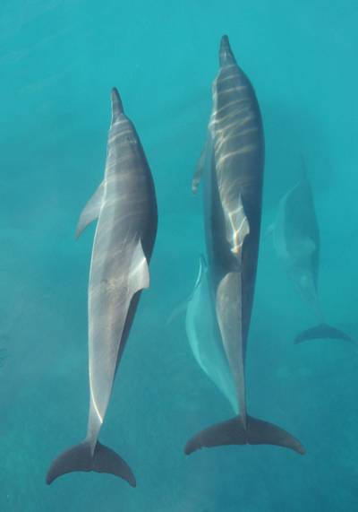 Spinner Dolphin