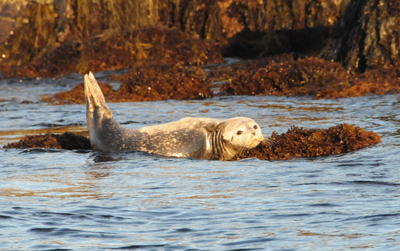 Seal Pose