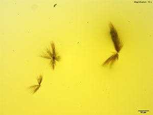 reagent 15 thumbnail