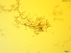 reagent 19 thumbnail