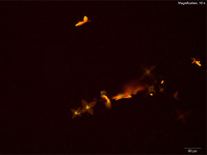 reagent thumbnail 11