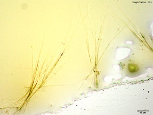 reagent 10 thumbnail