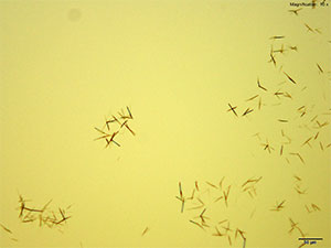 reagent 13 thumbnail