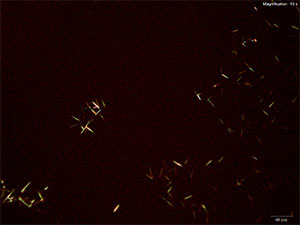 reagent 14 thumbnail