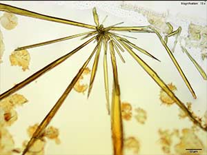 reagent thumbnail 12