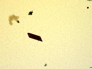 4-Methylbuphedrone 5