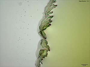 Thumbnail: reagent 1