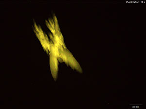 reagent thumbnail 20