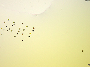 reagent thumbnail 12