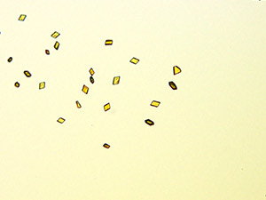 reagent thumbnail 13