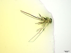 Butylone thumbnail 3