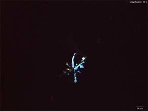 reagent thumbnail 10