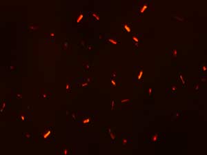 reagent thumbnail 14