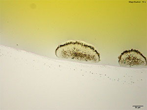 crystal thumbnail 17