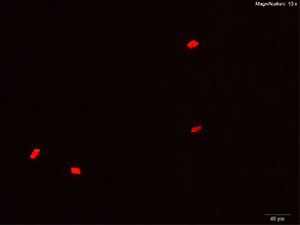 reagent thumbnail 10