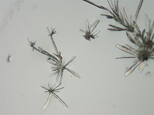 reagent thumbnail 12