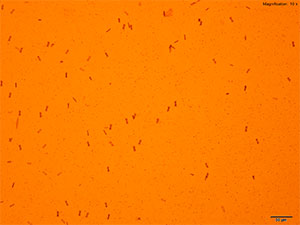 Methcathinone Gold Bromide reagent 1 thumbnail