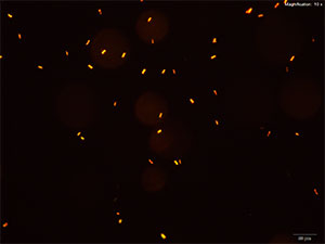 Methcathinone Gold Bromide reagent 3 thumbnail