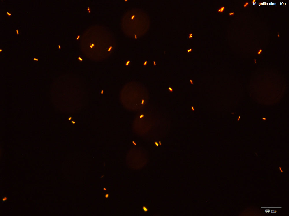 Methcathinone Gold Bromide reagent 3