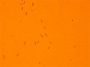 Methcathinone Gold Bromide reagent 2 thumbnail