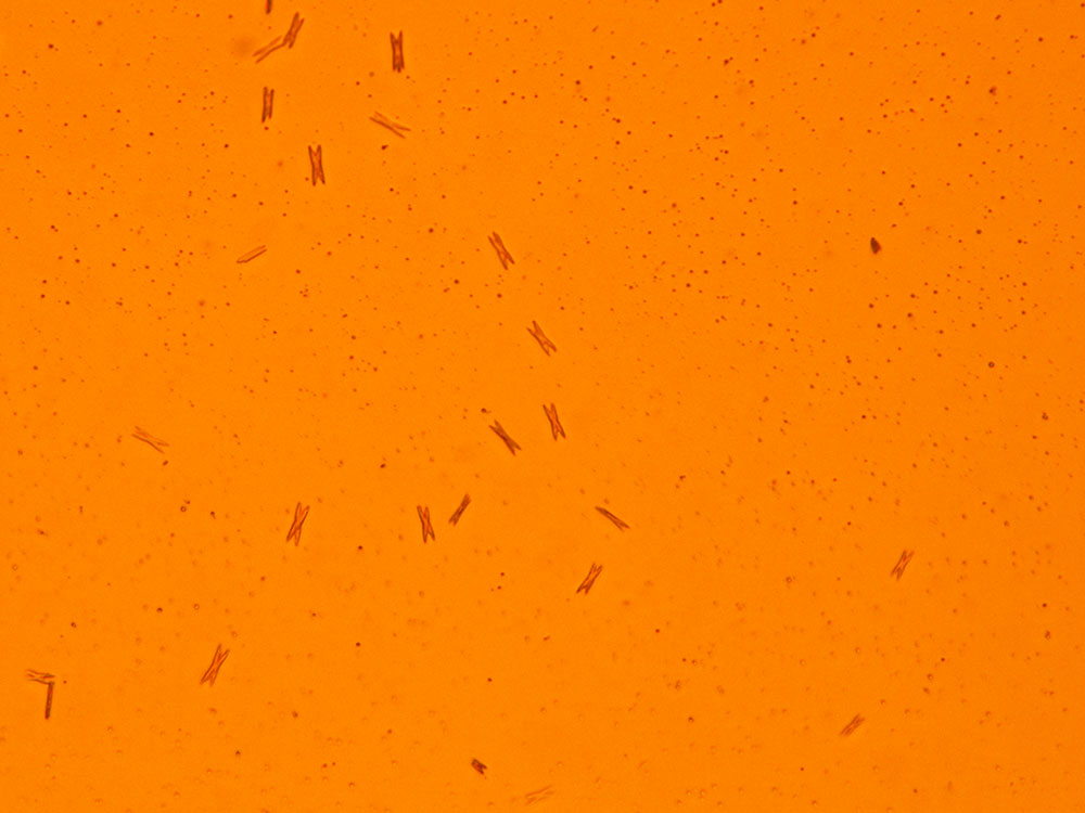 Methcathinone Gold Bromide reagent 2