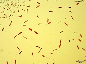 Methcathinone Platinic Bromide reagent 1 thumbnail