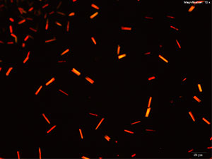 Methcathinone Platinic Bromide reagent 3 thumbnail