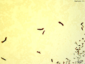 Methcathinone Platinic Bromide reagent 2 thumbnail