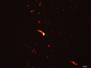 Methcathinone Platinic Bromide reagent 4 thumbnail