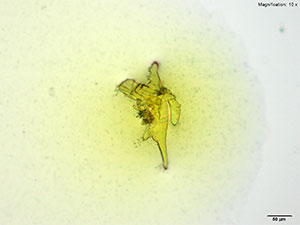 reagent image 2 thumbnail